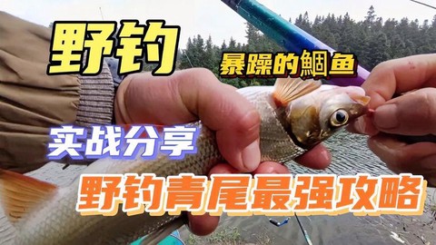 九阴真经青尾怎么杀[图2]